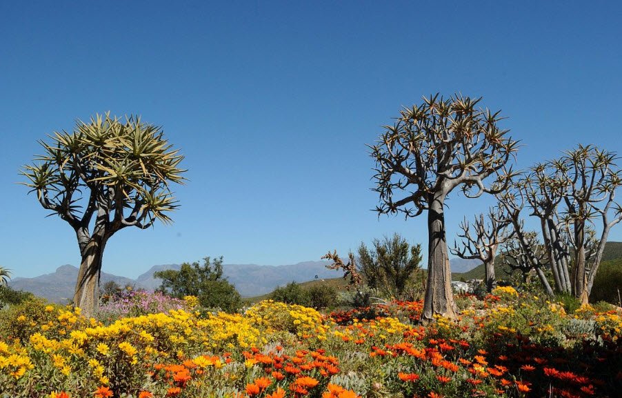 Karoo Desert National Botanical Garden, South Africa